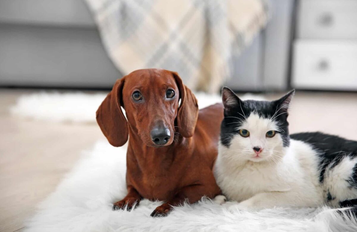 Porto Seguro realiza 1ª Feira de Adoção de 2026 com vacinação antirrábica