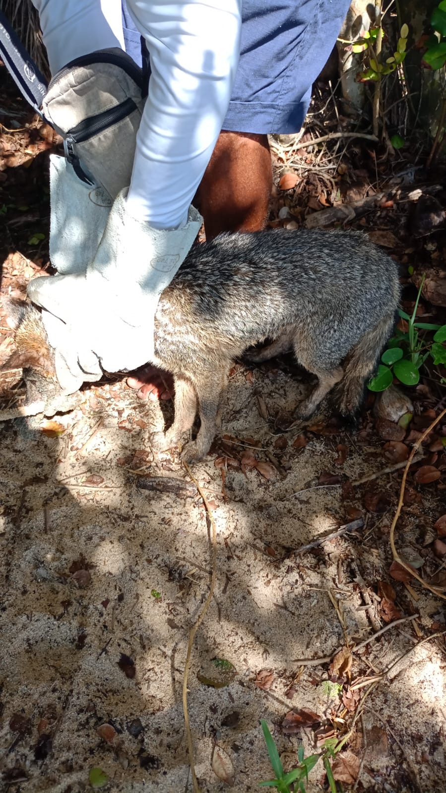 Semac resgata animais silvestres em ações de proteção ambiental